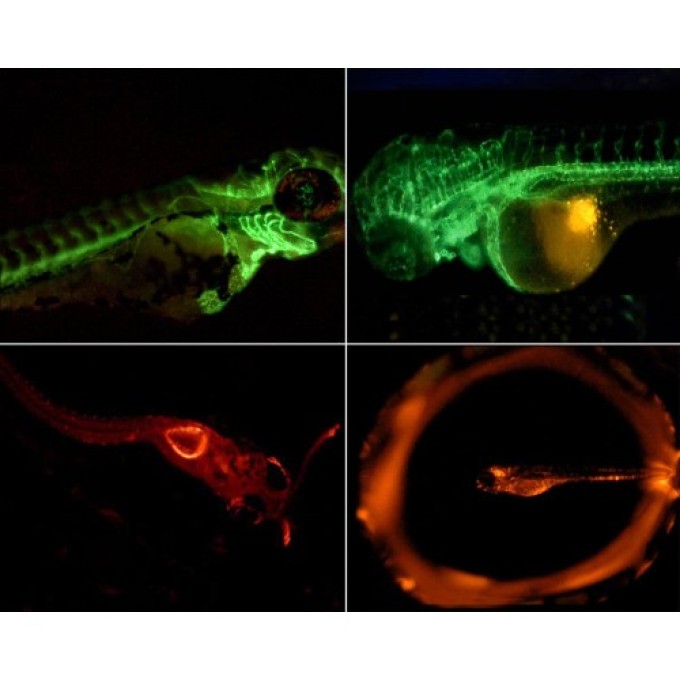 Microscop Fluorescenta cu iluminare 435nm si filtru 475nm- 650nm- AM4517MT-BFCW